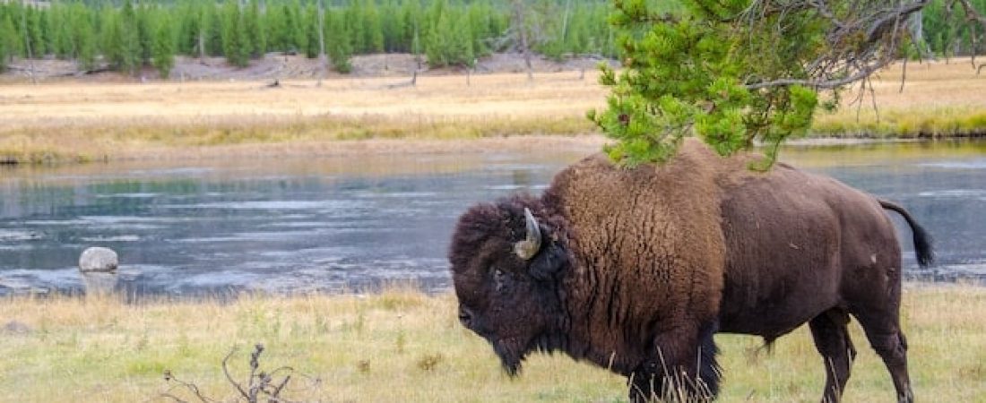 bisonte-americano-parque-nacional-yellowstone