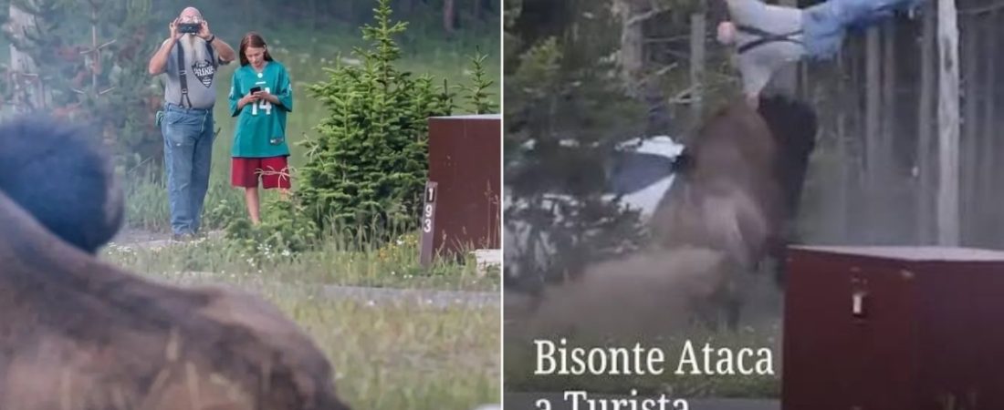 bisonte turista
