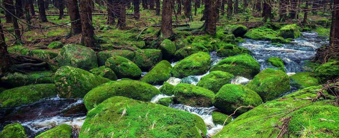 black-forest-alemania-germany