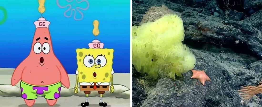 Científicos marinos encontraron versiones reales de Bob Esponja y Patricio Estrella en su exploración más reciente