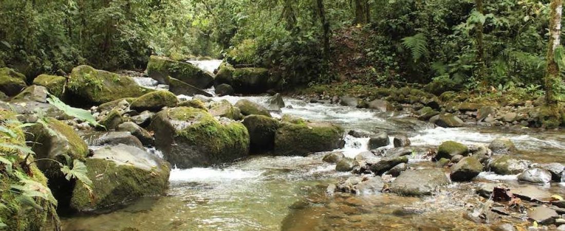 bosque-cedros-ecuador-1