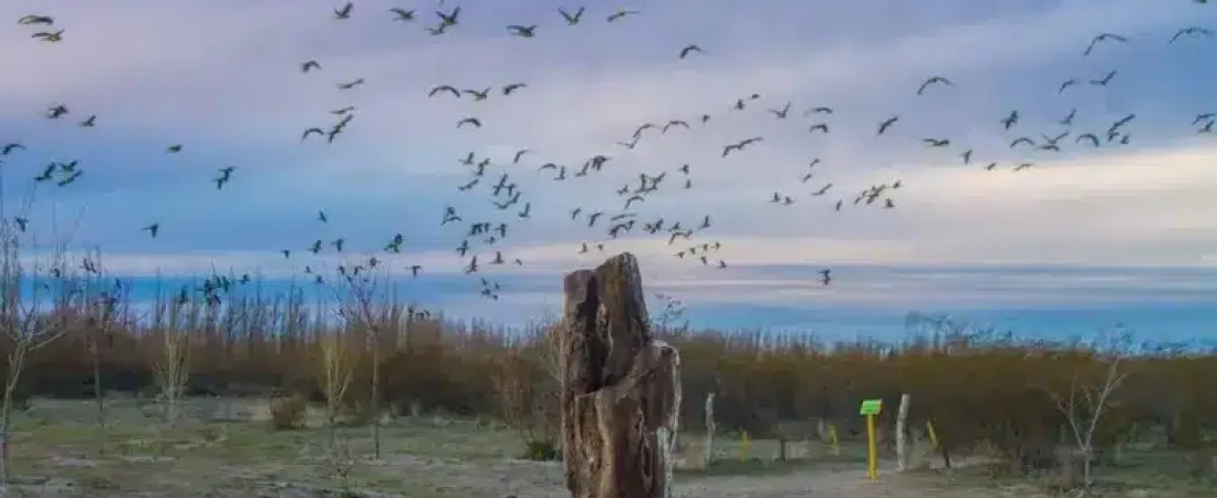 bosque-petrificado-1