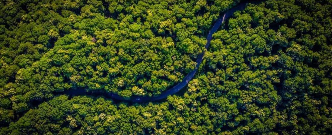 Dos tercios de los bosques tropicales del mundo han sido destruidos o dañados