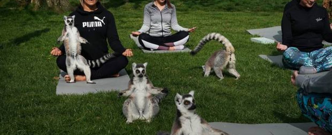 yoga