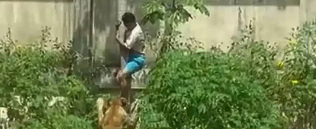 brasil-zoo-ataque-leon