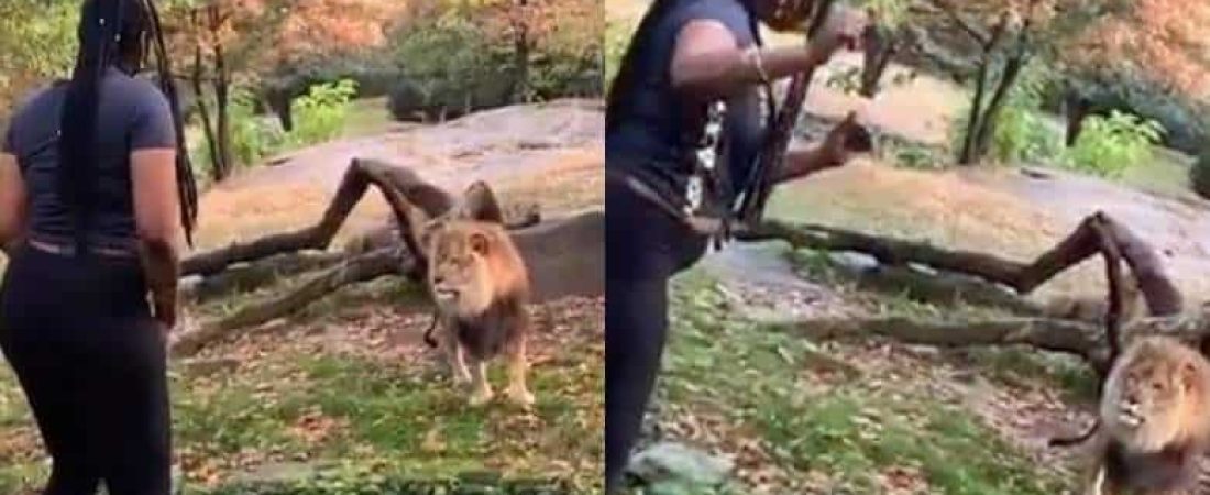 bronx-zoo-lion-woman-video