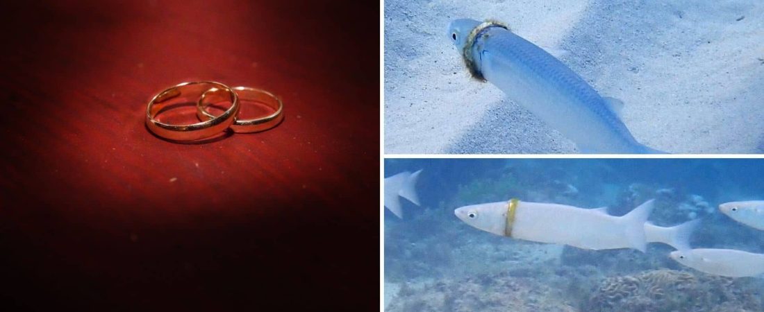 Una buceadora encontró la alianza que un hombre había perdido hace varios meses en una isla de Australia, la llevaba un pez