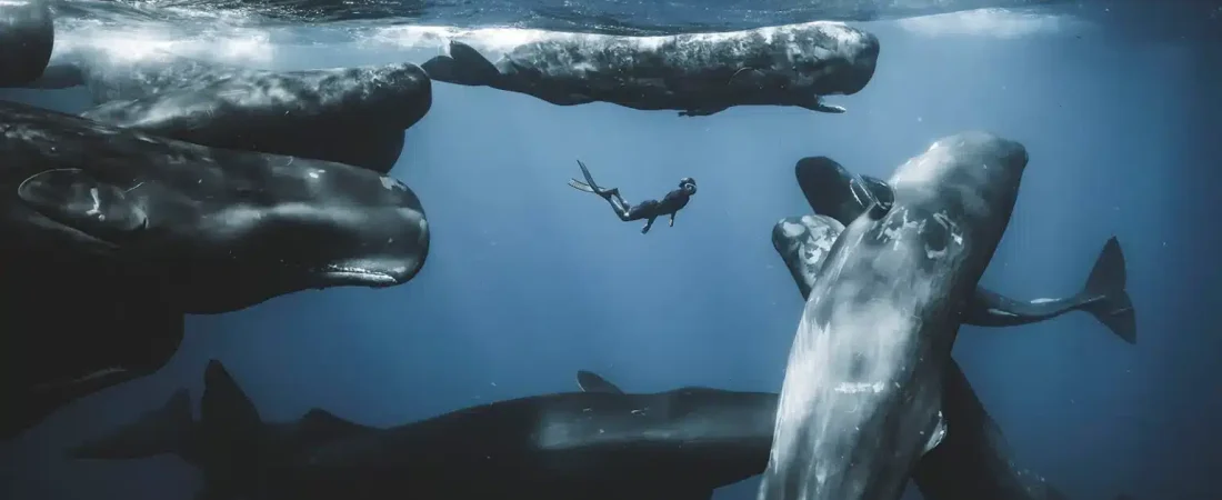 c-Romain-Barats-1536x1024