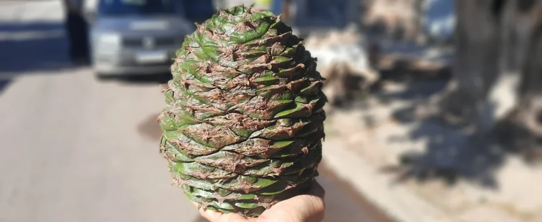 cD6TR0EWg_1300x655__1