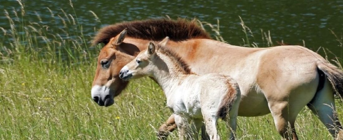 caballo en extinción