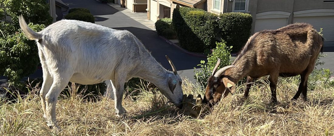 Dos cabras se alimentan de pasto seco junto a un complejo de viviendas en West Sacramento, California, el 17 de mayo de 2023. Las cabras están muy solicitadas para despejar vegetación mientras California se prepara para la próxima temporada de incendios forestales, pero una ley de horas extras de los jornaleros amenaza con hacer quebrar el negocio del pastoreo. (AP Foto/Terry Chea)