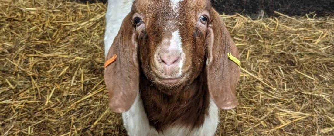 Esta granja de Inglaterra ganó alrededor de 50.000 libras ofreciendo videollamadas con sus cabras