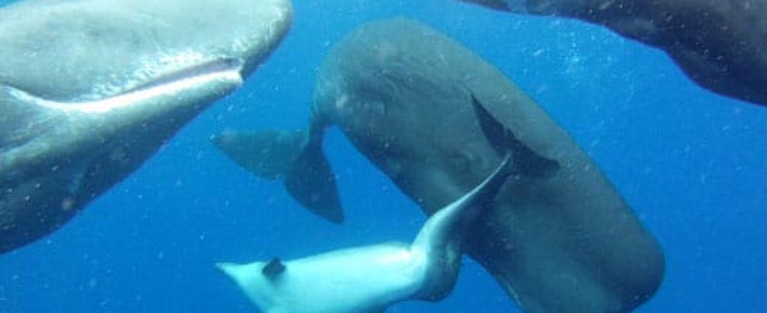 cachalotes-adoptan-delfin-mular-2