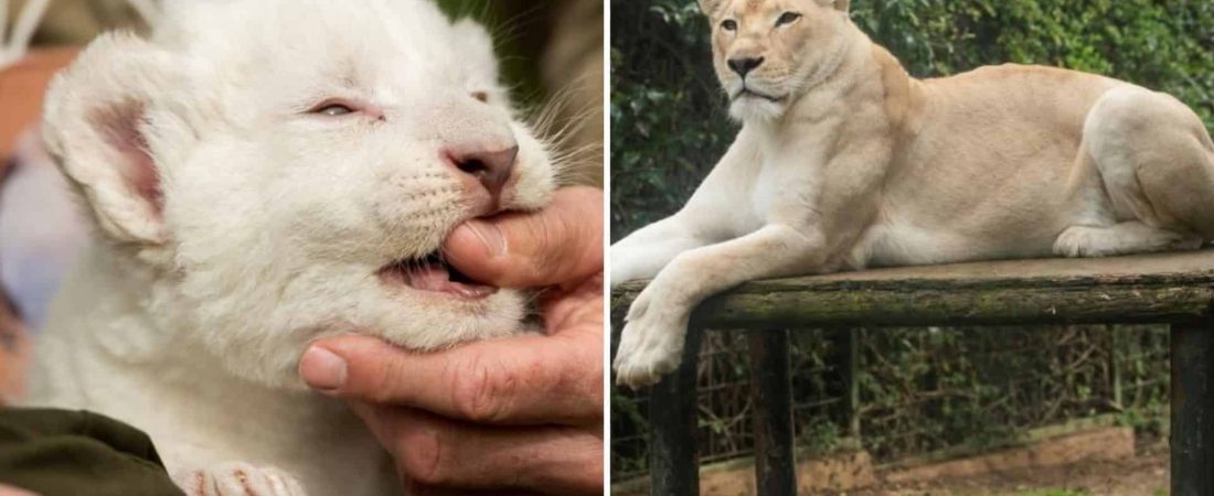En España nació el primer león blanco sin enfermedades y ya fue presentado oficialmente