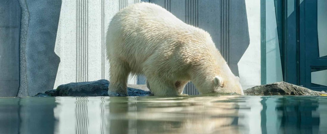 El Departamento de Defensa de Estados Unidos declaró el cambio climático como un 'problema de seguridad nacional'