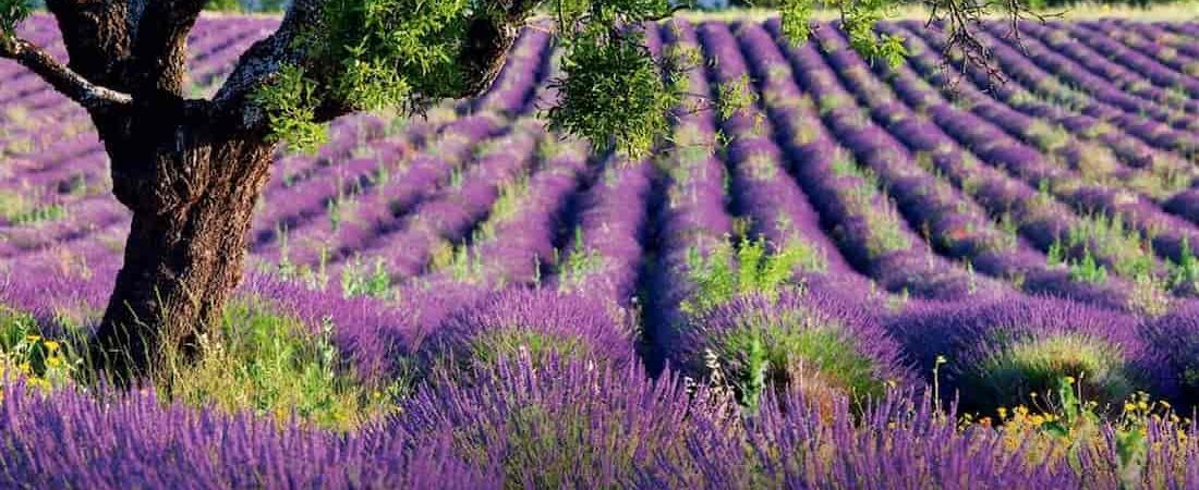 Campos de Lavanda