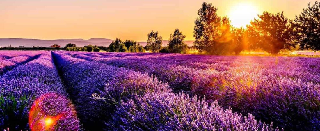 Campos de Lavanda