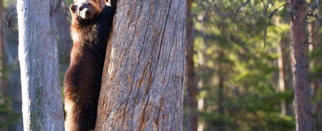 Estados Unidos: un carcayú fue captado por una cámara remota del Parque Nacional Yellowstone por primera vez