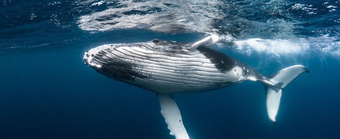 caza-de-ballenas-en-islandia-1