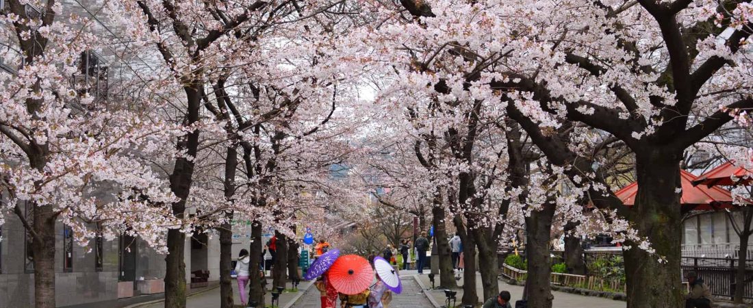 Los cerezos de Japón florecieron en la fecha más temprana del último tiempo y puede estar relacionado al cambio climático