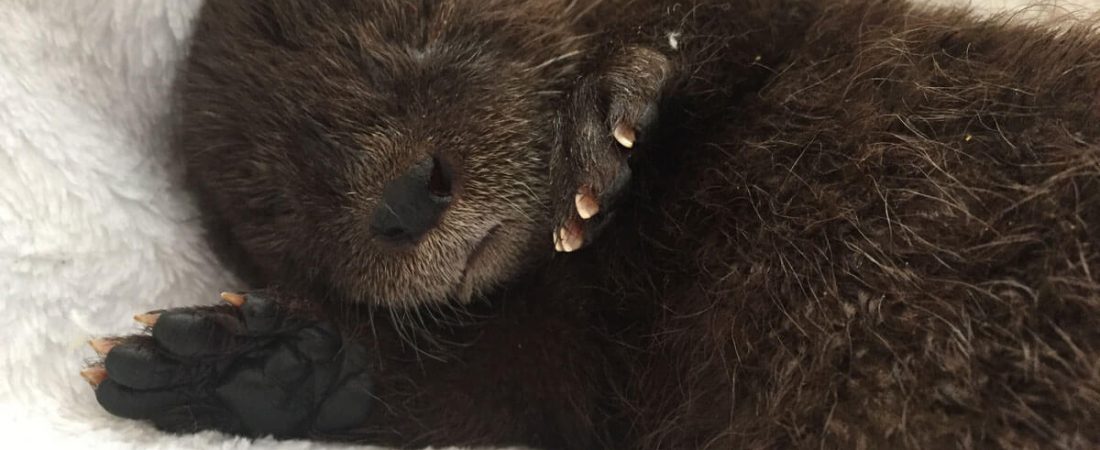 changuita.-creditos-javier-trivelli-8