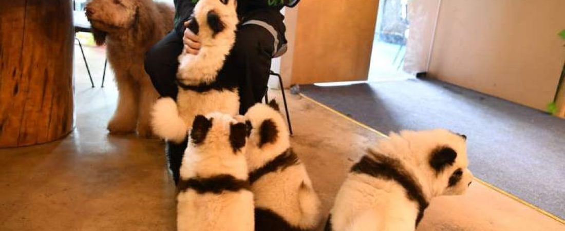 chengdu-china-october-22-chow-chow-dogs-painted-as-giant-panda-are-seen-at-a-pet-cafe-on-october-22-_867706_