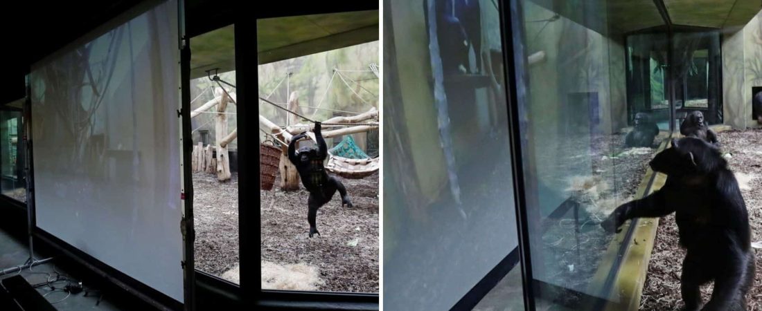 Los chimpancés de un parque safari de República Checa tienen videollamadas con chimpancés de otros zoológicos