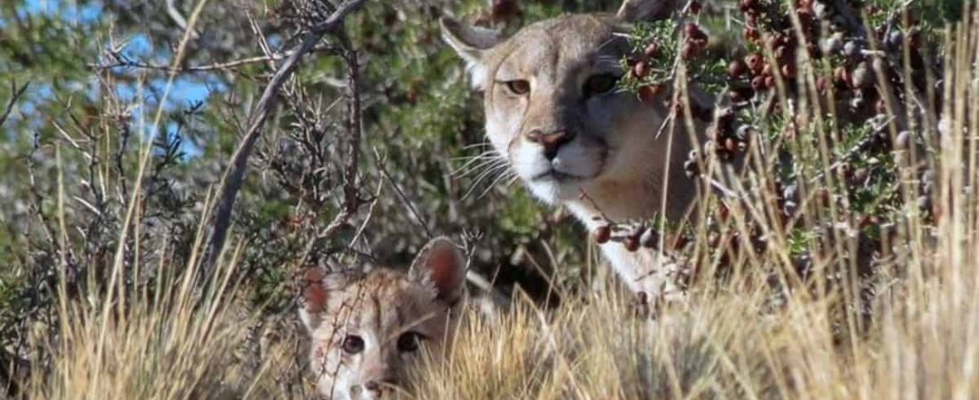 chubut-paga-por-caza-de-animales-silvestres