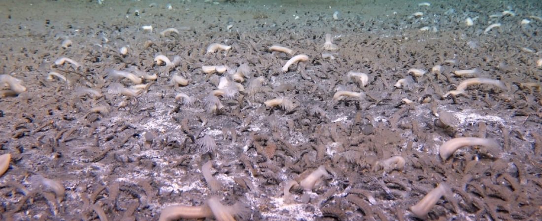 cientificos-descubren-ecosistema-oceano-rusia