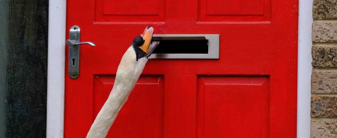 Un barrio de Inglaterra suele ser visitado por un cisne que con mucha insistencia golpea todas sus puertas