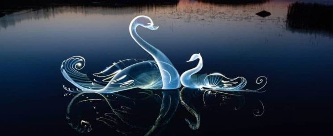 cisne