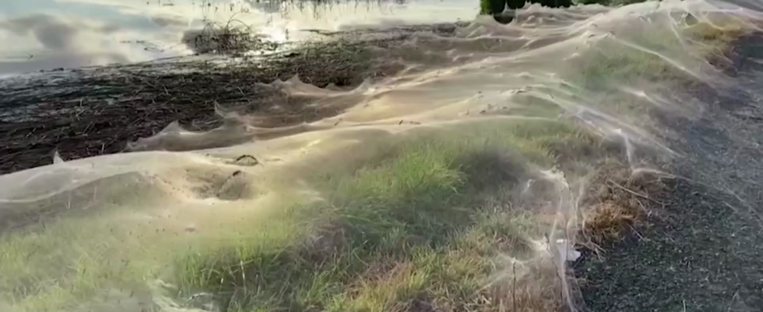 cnne-1015933-las-impresionantes-imagenes-de-una-region-cubierta-por-telaranas