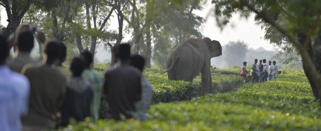 cnne-1019159-elefantes-y-personas-luchan-en-la-india