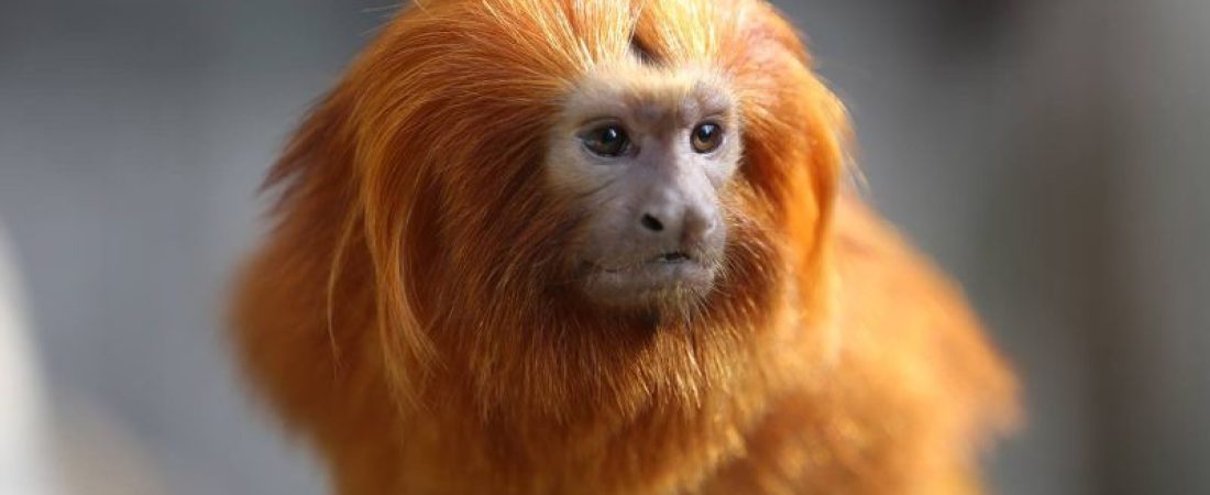 cnne-169778-150514135527-01-france-stolen-monkeys