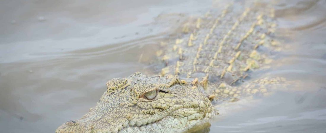 Australia: un hombre logró escapar del ataque de un cocodrilo forzándolo a abrir su mandíbula