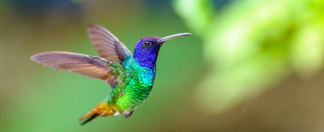 colibri