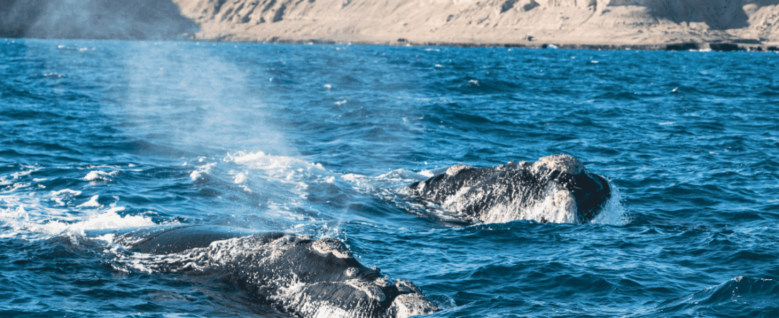 cómo-ver-ballenas-en-puerto-madryn-2