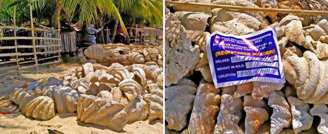 Autoridades de Filipinas incautaron fósiles de conchas de almejas gigantes con un valor equivalente a 25 millones de dólares