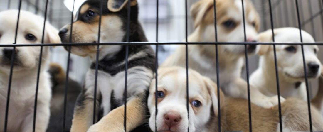 Litter of puppies in animal shelter. Australian Shepherds