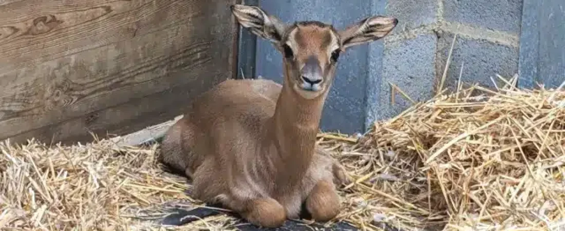 cria-de-gacela-nacida-en-el-zoo-de-barcelona