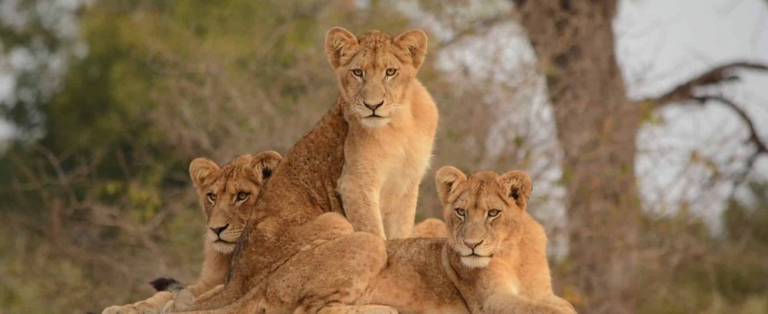 Sudáfrica planea prohibir la reproducción y cría de leones para la caza