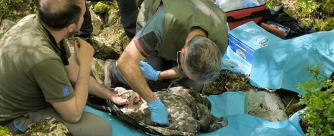 cria-de-quebrantahuesos-635x358