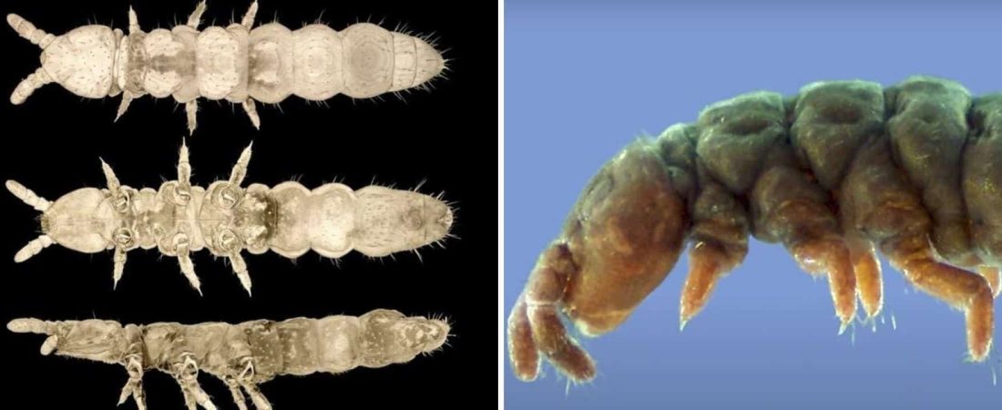 Encuentran criatura primitiva en la antártida