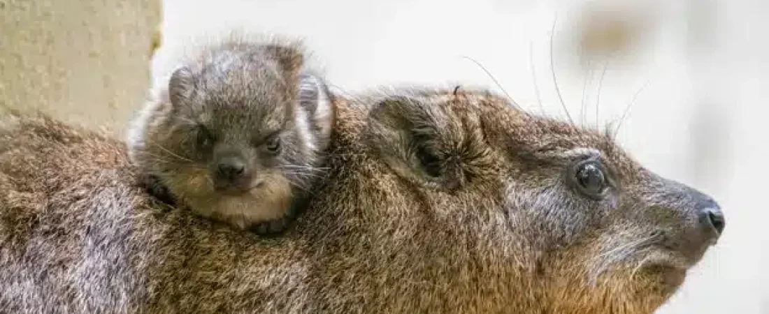 daman-roquero1-U37212660144HGY-624x350@abc