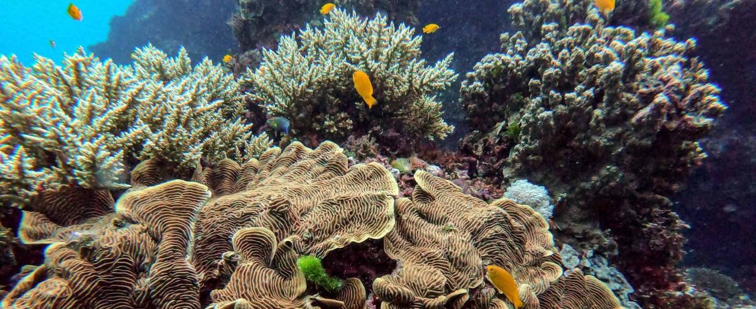 Australia: la Gran Barrera de Coral podría perder su capacidad de recuperarse del calentamiento