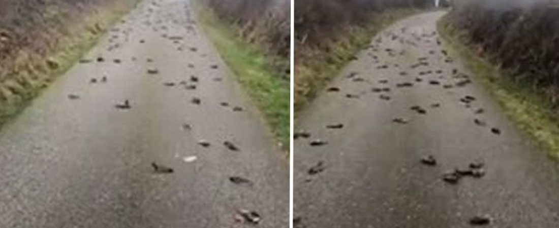 dead_birds_in_anglesey