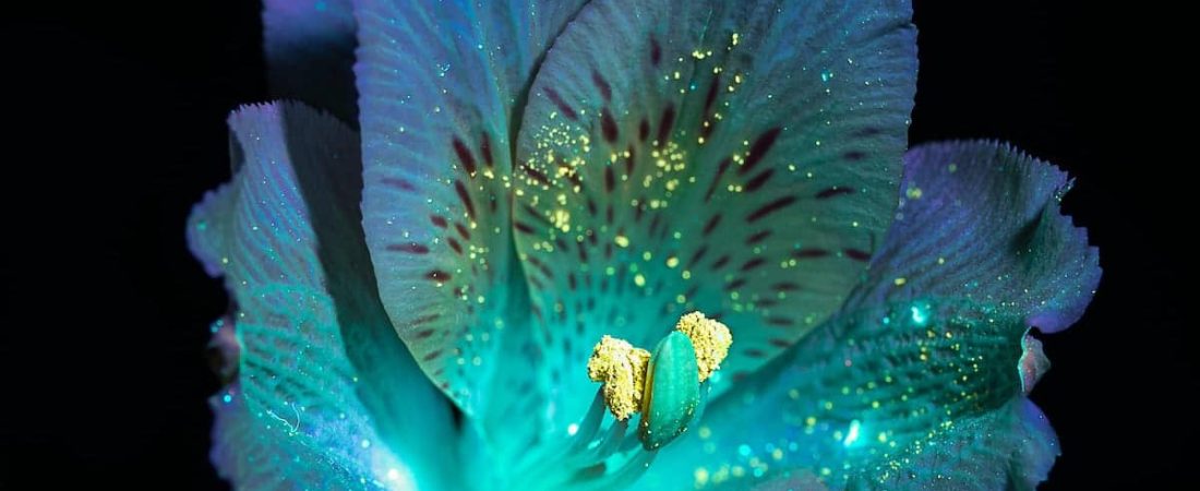 debora-lombardi-ultraviolet-light-flower-photography-10