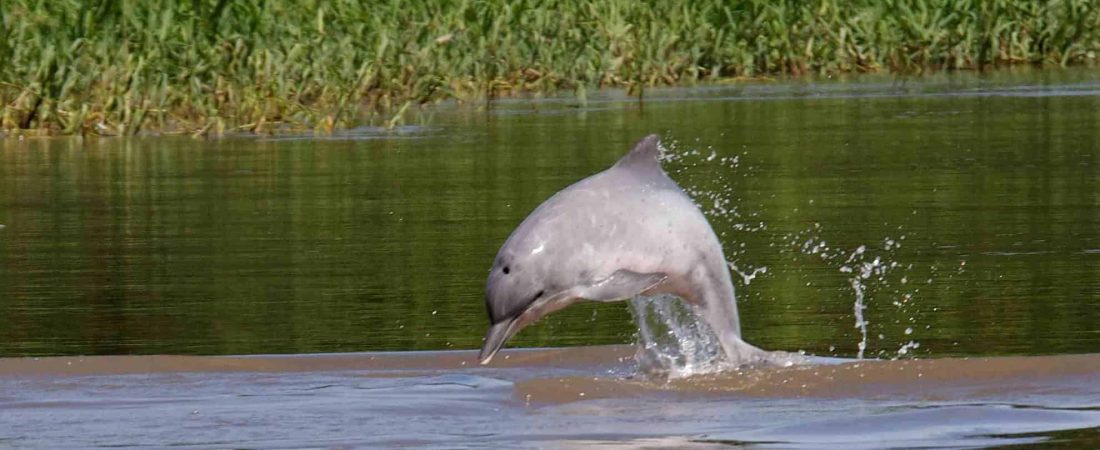 delfín gris