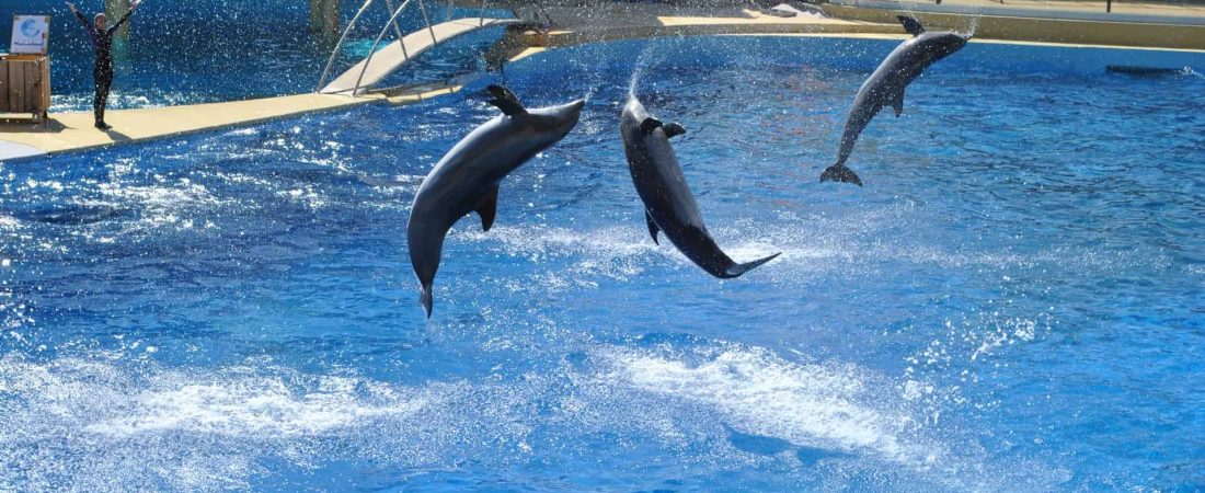 Un estado australiano prohíbe los shows con delfines a través de una ley que pone fin a la cría en cautiverio
