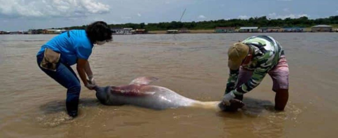delfines-brasil-muertes-678x381